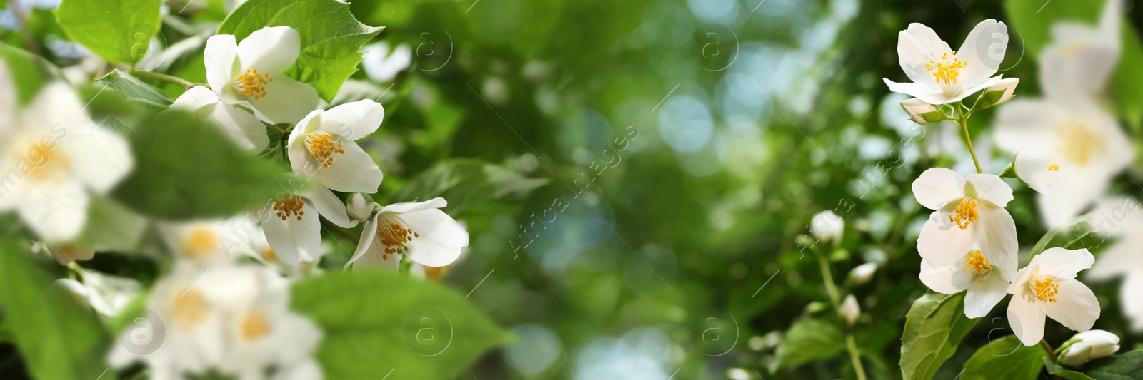Beautiful white flowers of jasmine plant outdoors on sunny day, banner design. Bokeh effect Image of Beautiful white flowers of jasmine plant outdoors on sunny day, banner design. Bokeh effect
