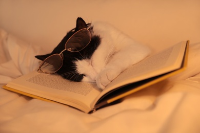 Cute cat with glasses and book sleeping on bed at home, closeup Photo of Cute cat with glasses and book sleeping on bed at home, closeup