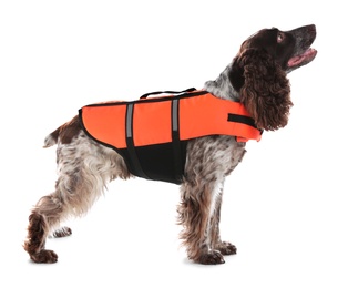 Dog rescuer in life vest on white background Photo of Dog rescuer in life vest on white background