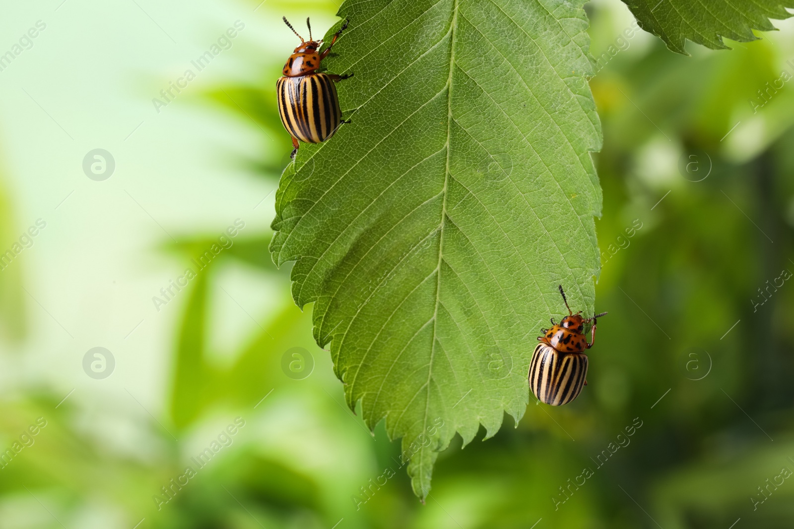 Colorado potato beetles on green leaf against blurred background, closeup Photo of Colorado potato beetles on green leaf against blurred background, closeup