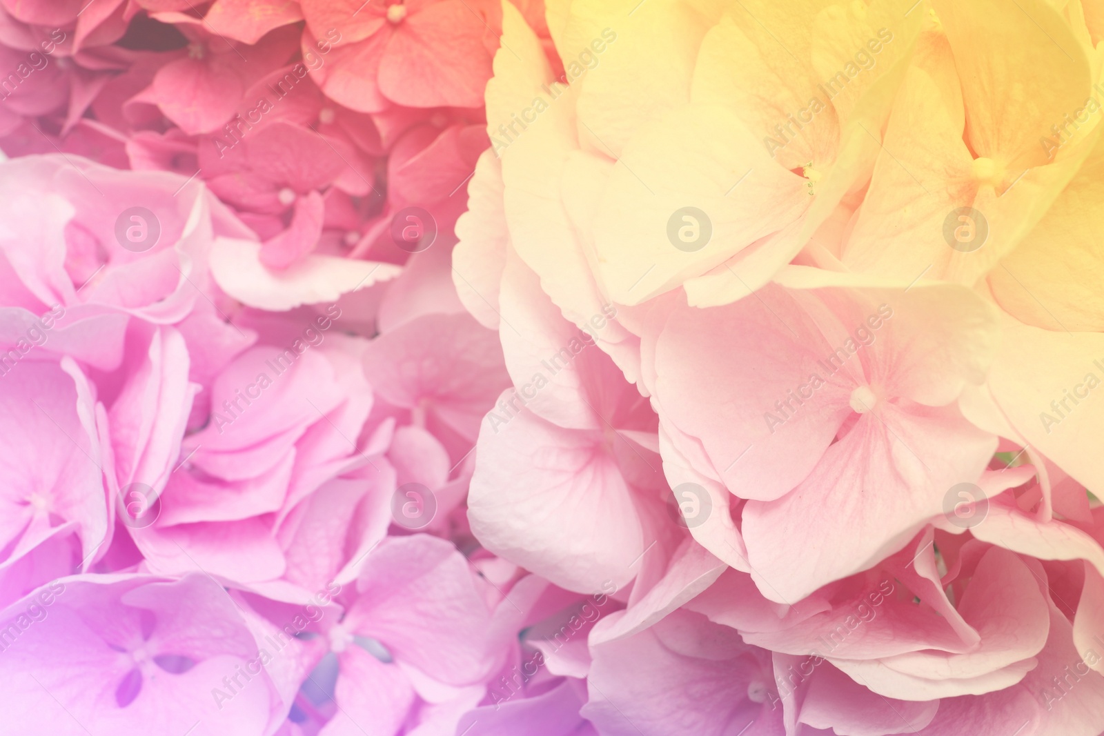 Hortensia plant with beautiful flowers, closeup. Toned in pastel colors Image of Hortensia plant with beautiful flowers, closeup. Toned in pastel colors