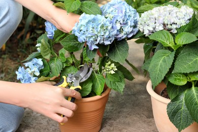 Photo of Woman pruning hortensia plant with shears outdoors, closeup