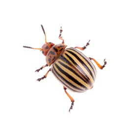 Photo of One colorado potato beetle isolated on white