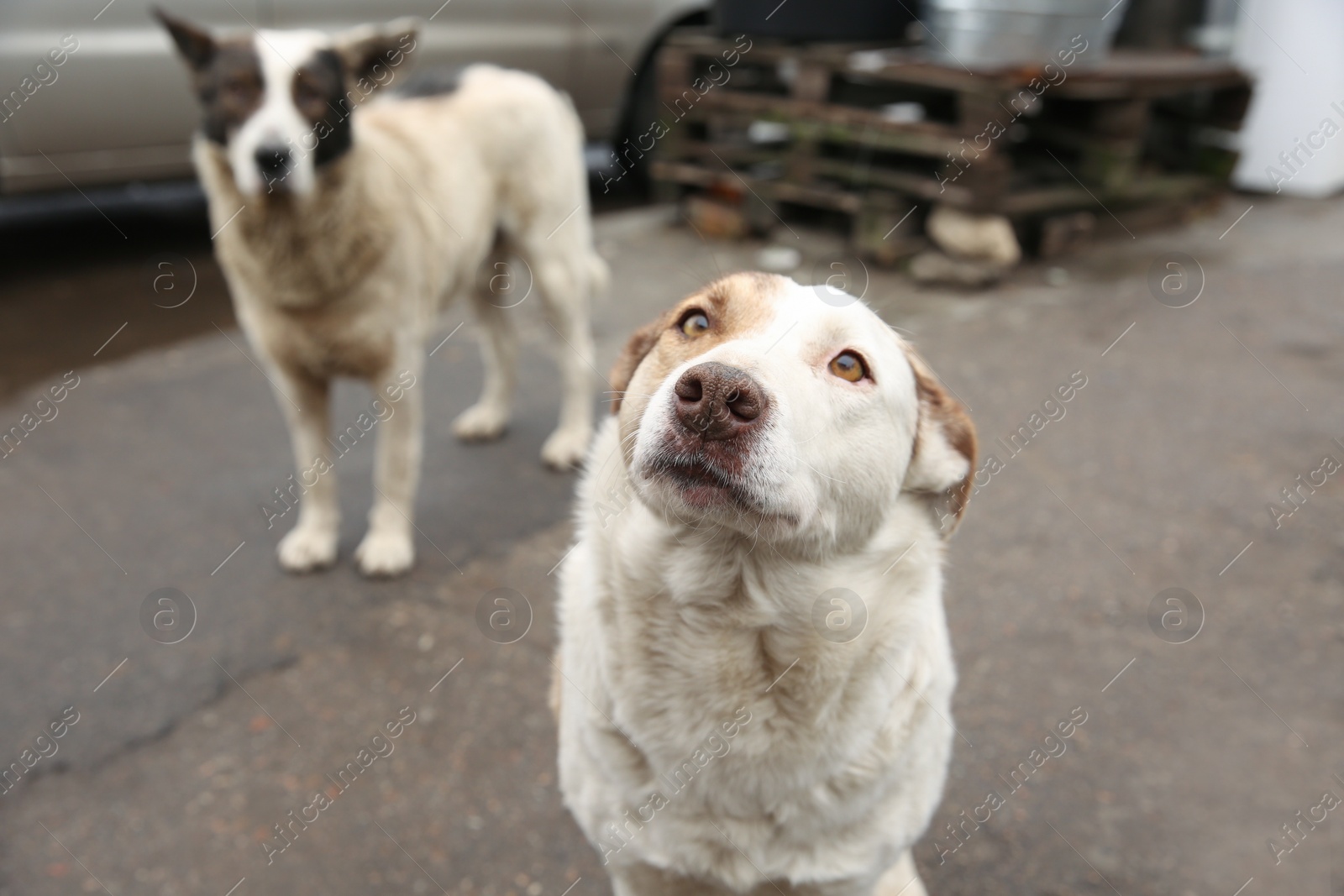Homeless dog on city street. Abandoned animal Photo of Homeless dog on city street. Abandoned animal