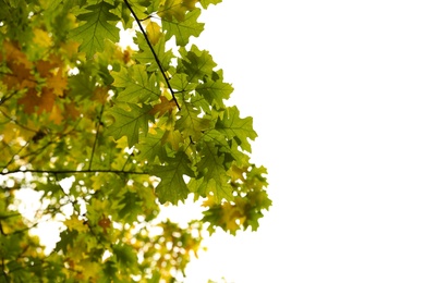 Beautiful trees with bright leaves against sky on autumn day, low angle view Photo of Beautiful trees with bright leaves against sky on autumn day, low angle view