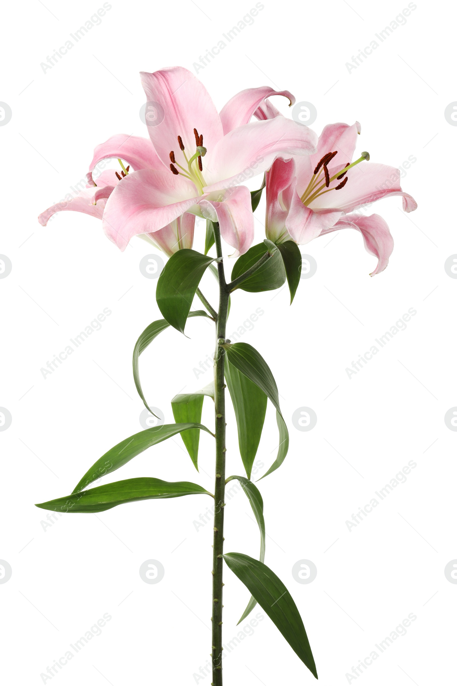 Beautiful lily plant with pink flowers isolated on white Photo of Beautiful lily plant with pink flowers isolated on white
