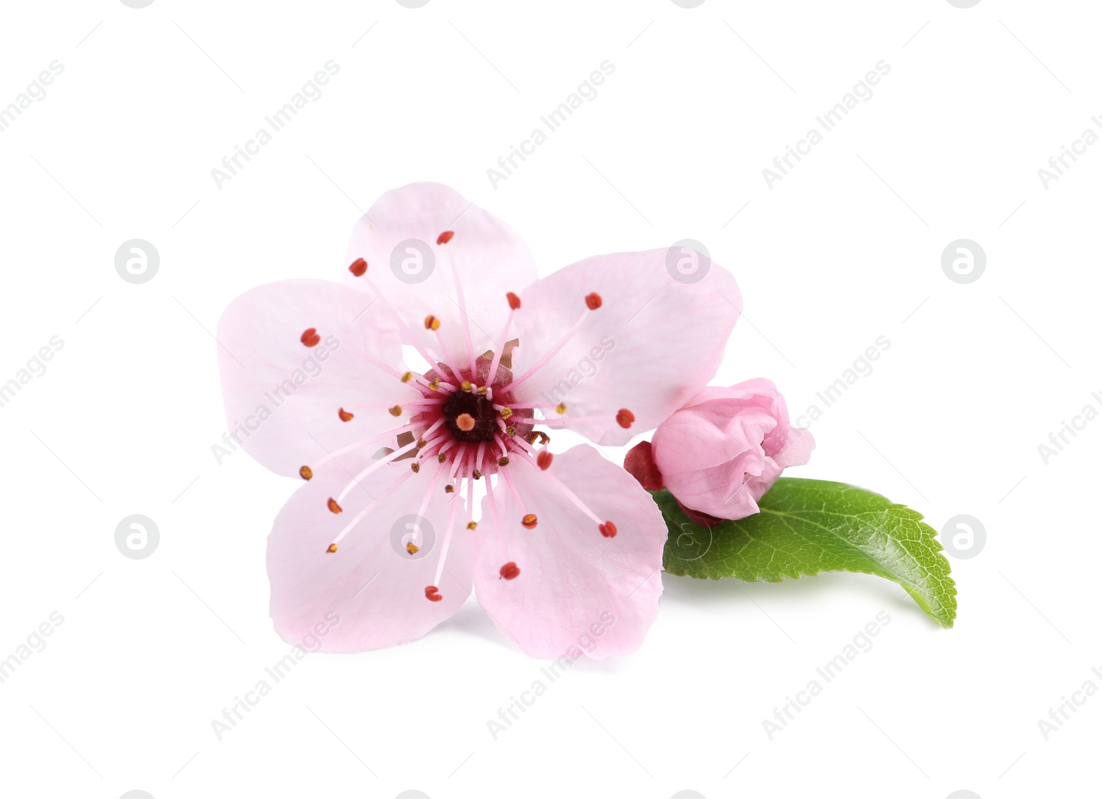Beautiful pink sakura tree blossoms with green leaf isolated on white Photo of Beautiful pink sakura tree blossoms with green leaf isolated on white