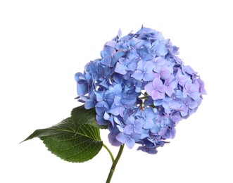 Branch of hortensia plant with delicate flowers on white background Photo of Branch of hortensia plant with delicate flowers on white background