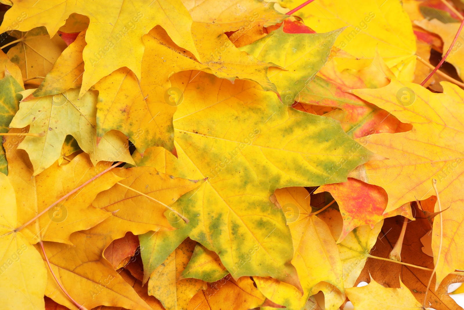 Beautiful golden autumn leaves as background, top view Photo of Beautiful golden autumn leaves as background, top view