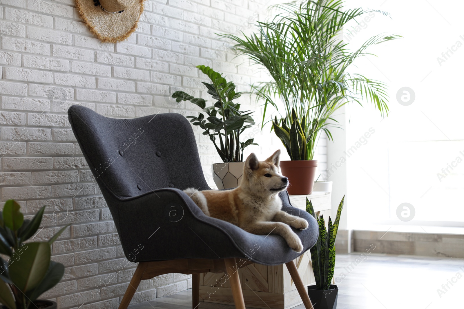 Adorable Akita Inu puppy on armchair in room Image of Adorable Akita Inu puppy on armchair in room