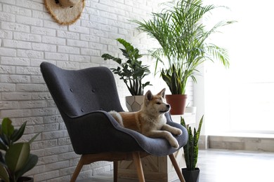 Image of Adorable Akita Inu puppy on armchair in room
