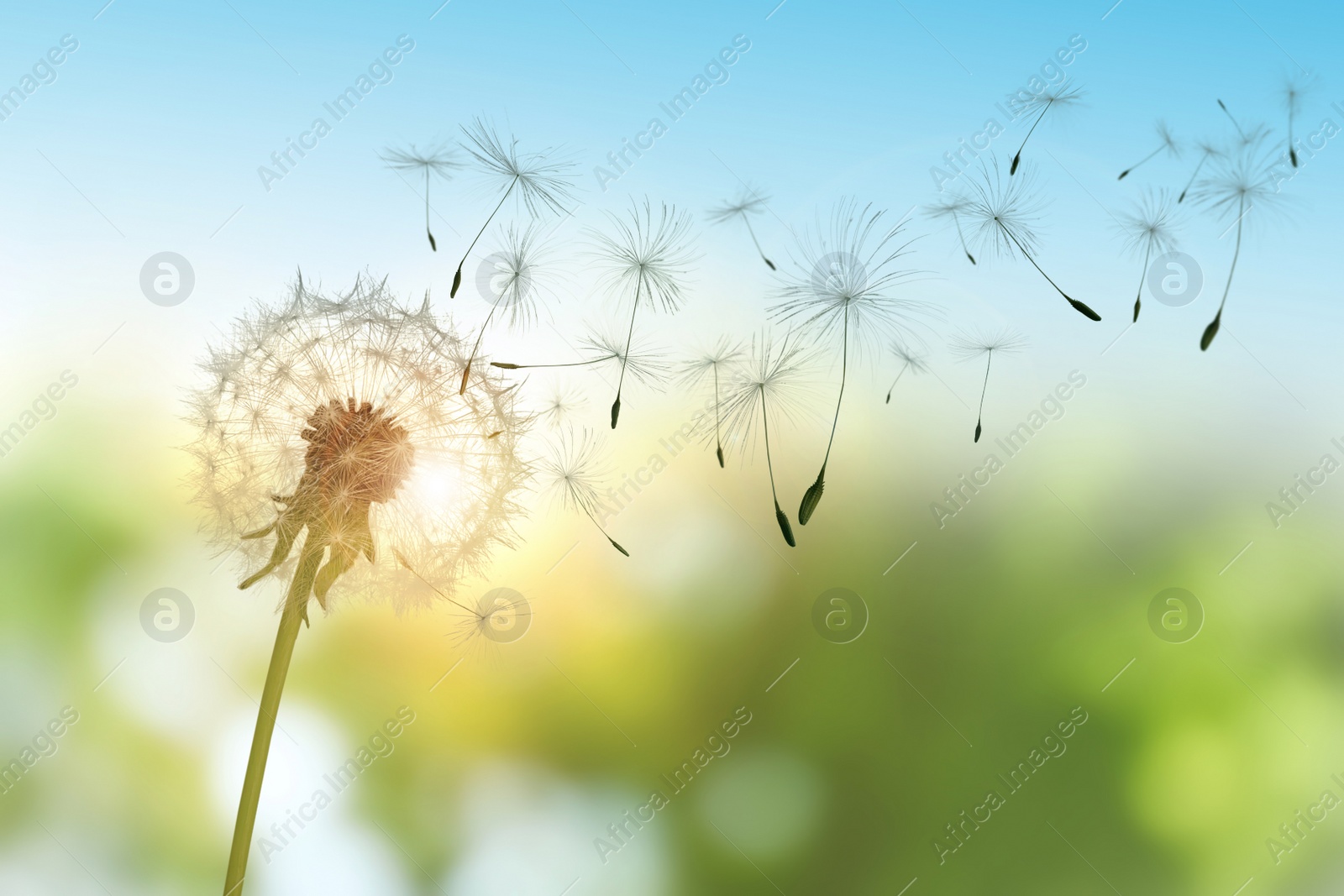 Beautiful fluffy dandelion and flying seeds outdoors on sunny day Image of Beautiful fluffy dandelion and flying seeds outdoors on sunny day
