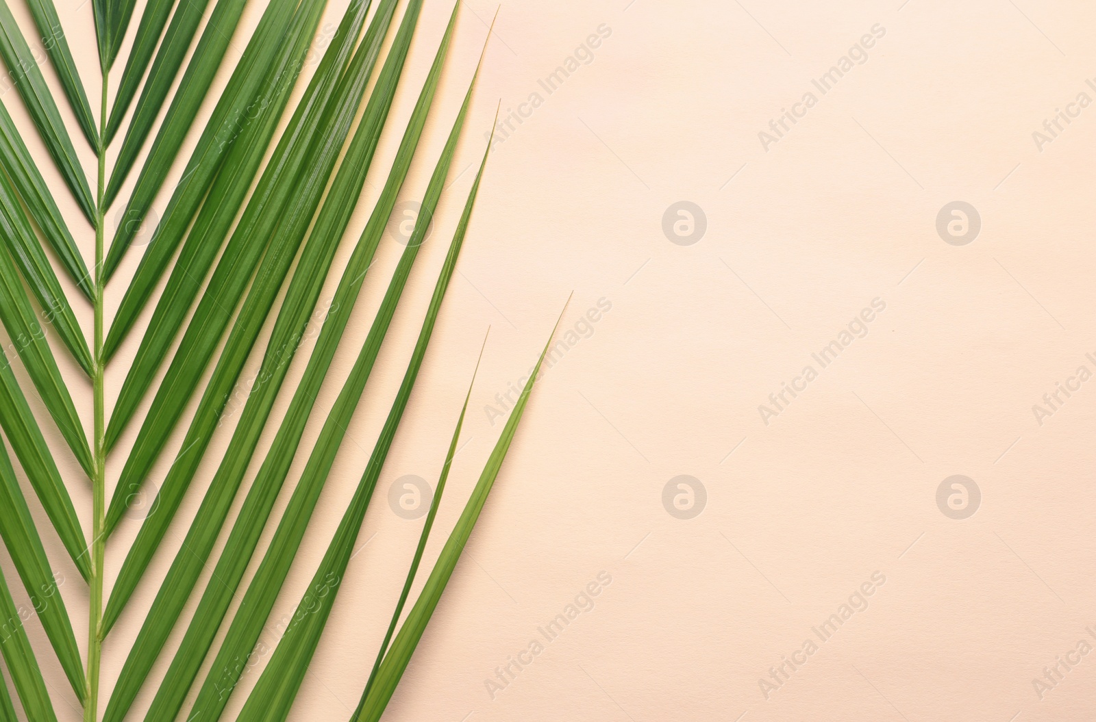 Beautiful tropical Sago palm leaf on color background, top view Photo of Beautiful tropical Sago palm leaf on color background, top view