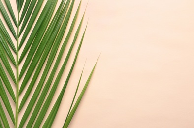 Beautiful tropical Sago palm leaf on color background, top view Photo of Beautiful tropical Sago palm leaf on color background, top view
