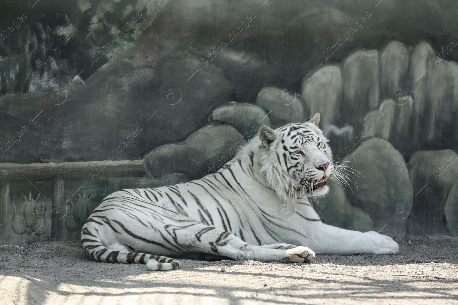 Bengal white tiger in zoo on sunny day Photo of Bengal white tiger in zoo on sunny day