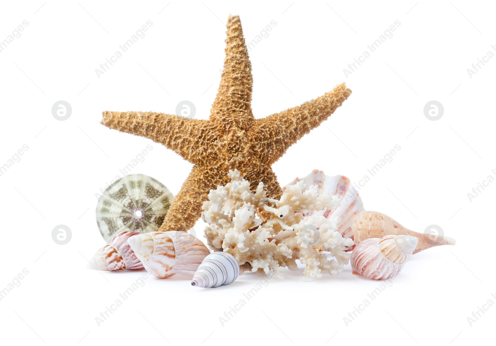 Beautiful sea star, coral and seashells on white background Photo of Beautiful sea star, coral and seashells on white background