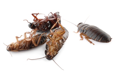 Many cockroaches on white background. Pest control Image of Many cockroaches on white background. Pest control