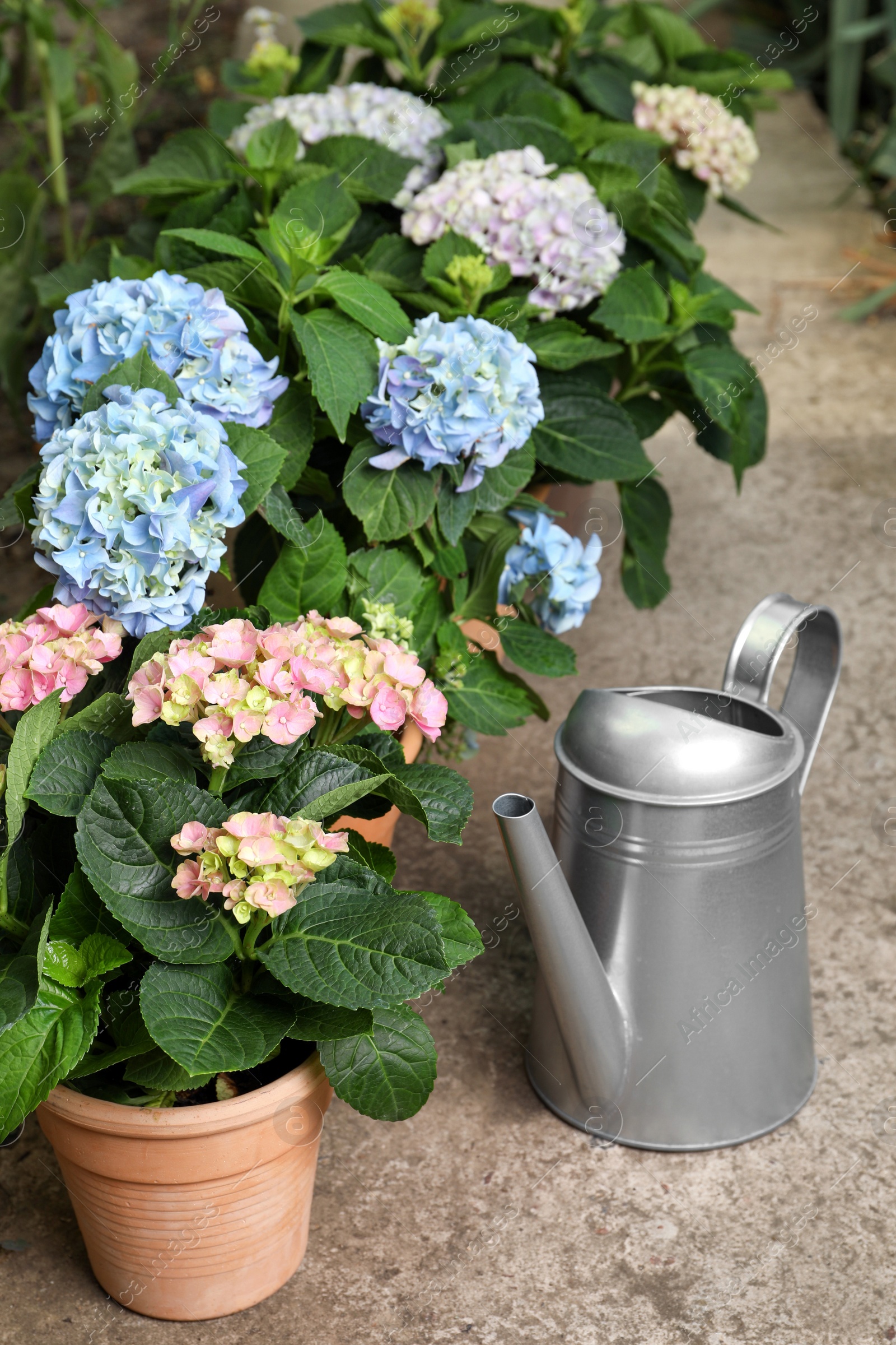 Watering can and beautiful blooming hortensia plants in pots outdoors Photo of Watering can and beautiful blooming hortensia plants in pots outdoors