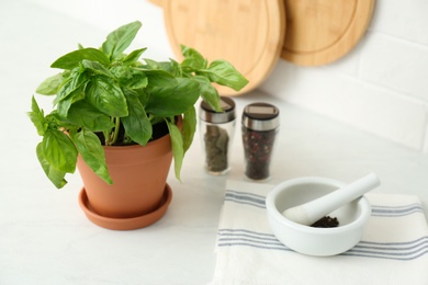 Fresh green basil in pot on white countertop in kitchen Photo of Fresh green basil in pot on white countertop in kitchen