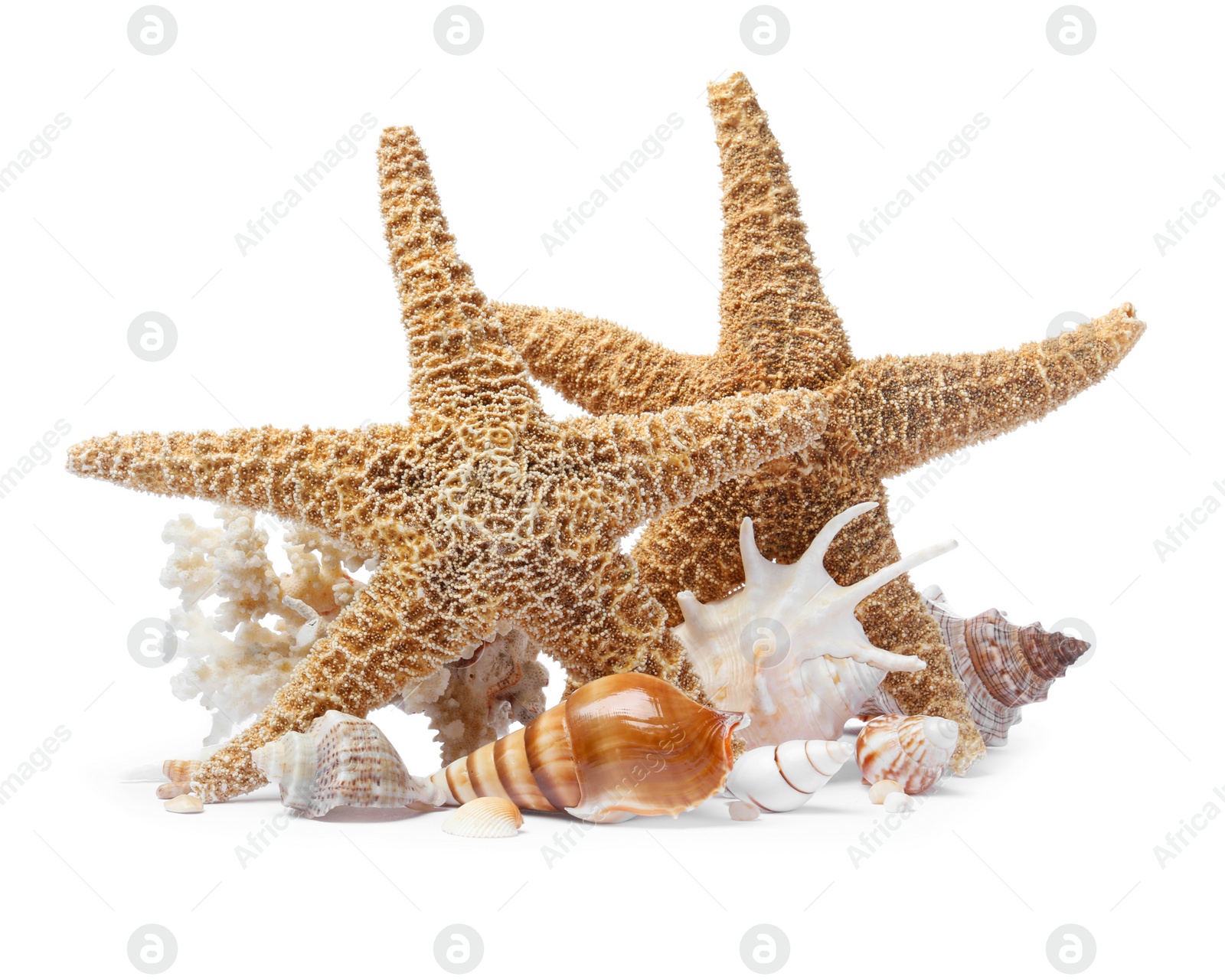 Photo of Beautiful sea stars and seashells on white background