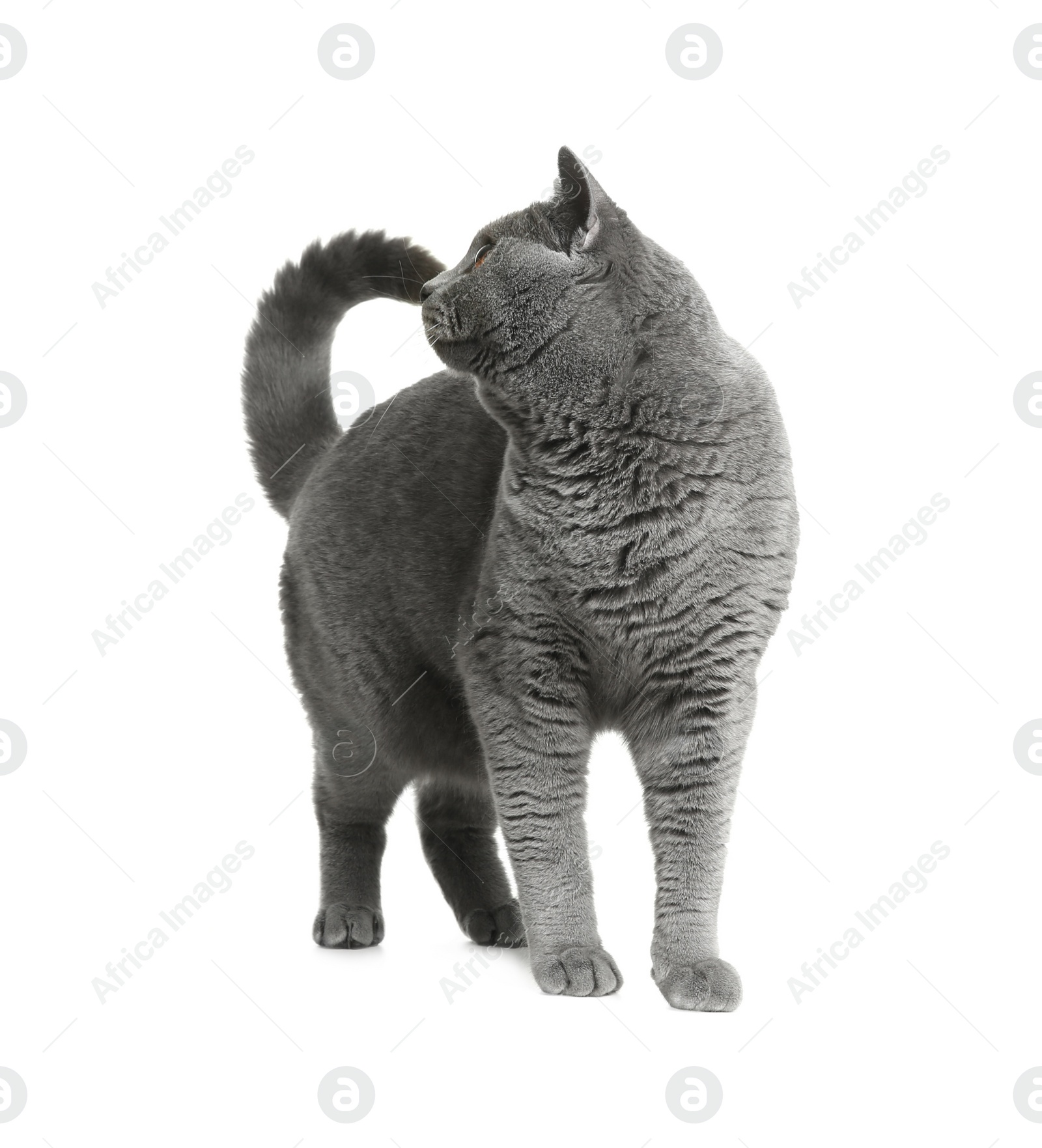 Adorable grey British Shorthair cat on white background Photo of Adorable grey British Shorthair cat on white background