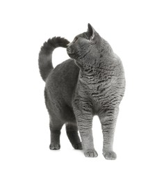 Adorable grey British Shorthair cat on white background Photo of Adorable grey British Shorthair cat on white background