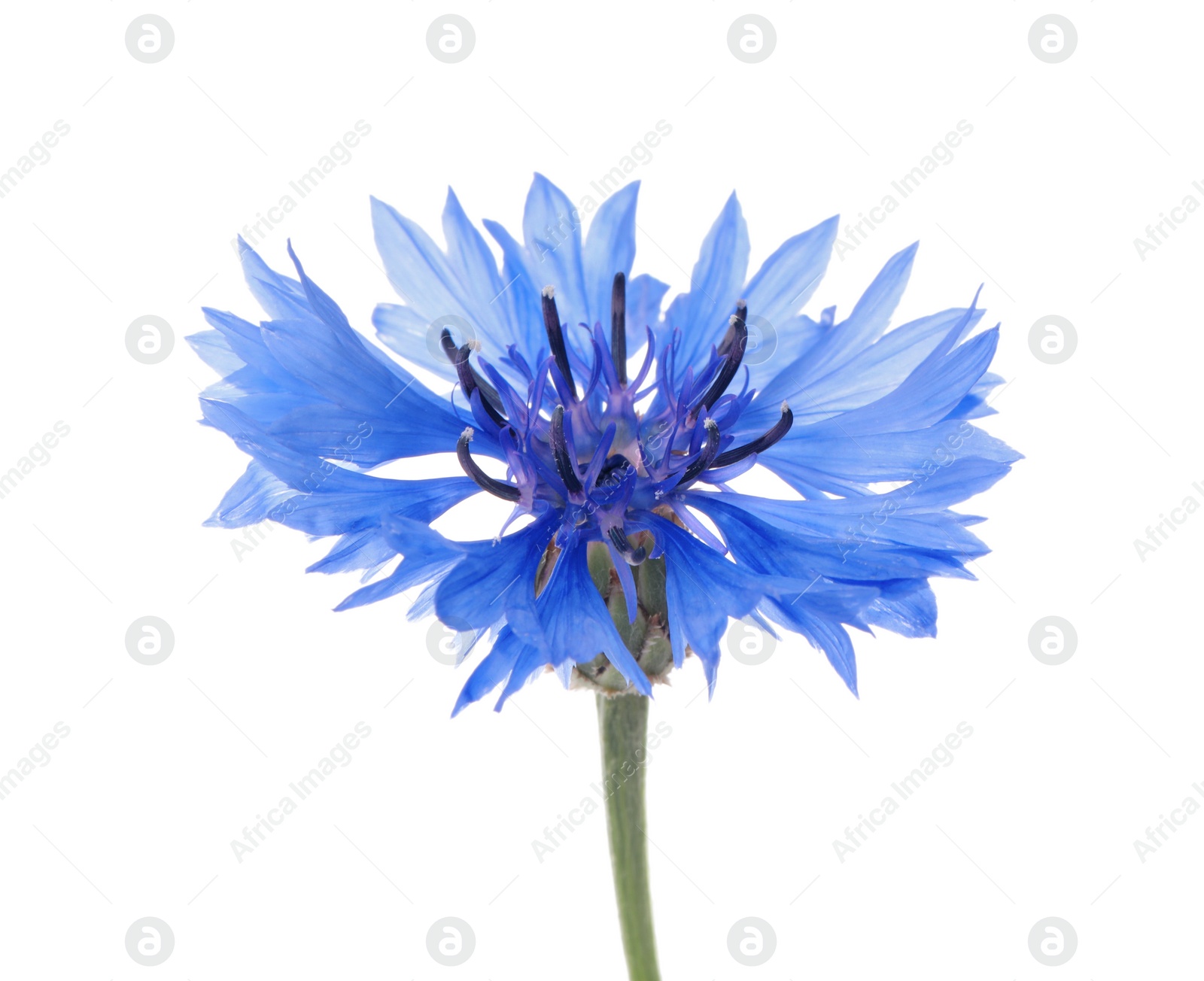 Beautiful light blue cornflower plant isolated on white Photo of Beautiful light blue cornflower plant isolated on white
