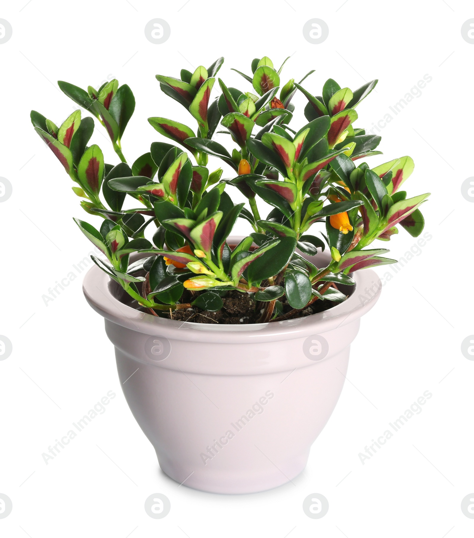 Photo of Beautiful potted Goldfish plant isolated on white