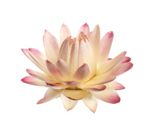 Beautiful blooming helichrysum flower isolated on white Photo of Beautiful blooming helichrysum flower isolated on white