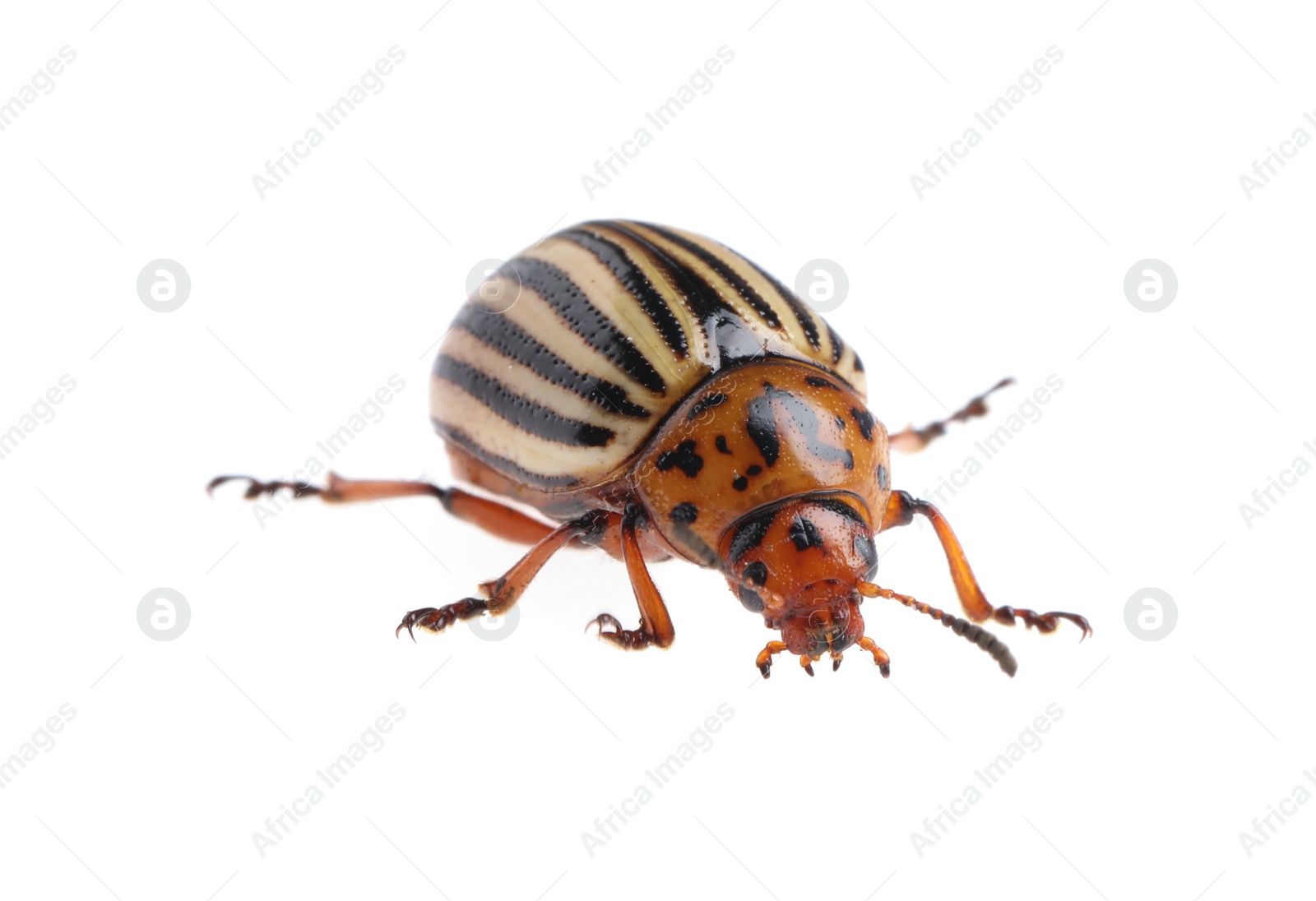 Photo of One colorado potato beetle isolated on white