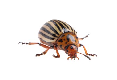 One colorado potato beetle isolated on white Photo of One colorado potato beetle isolated on white