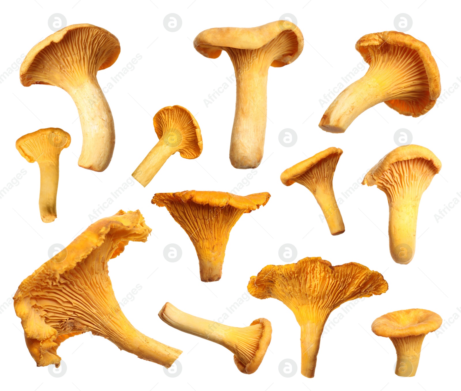 Set of fresh chanterelle mushrooms on white background Image of Set of fresh chanterelle mushrooms on white background