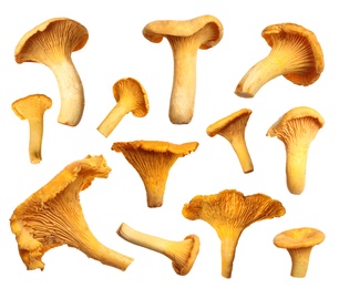 Set of fresh chanterelle mushrooms on white background Image of Set of fresh chanterelle mushrooms on white background