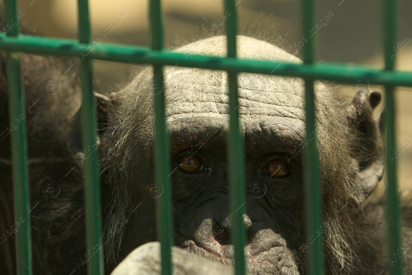 Closeup view of chimpanzee at enclosure in zoo Photo of Closeup view of chimpanzee at enclosure in zoo