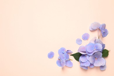 Beautiful hortensia flowers with leaves on pale light beige background, flat lay. Space for text Photo of Beautiful hortensia flowers with leaves on pale light beige background, flat lay. Space for text