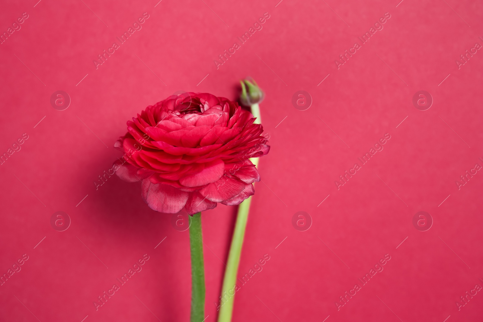 Beautiful ranunculus flower on color background Photo of Beautiful ranunculus flower on color background