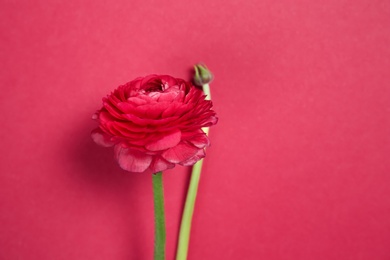 Beautiful ranunculus flower on color background Photo of Beautiful ranunculus flower on color background