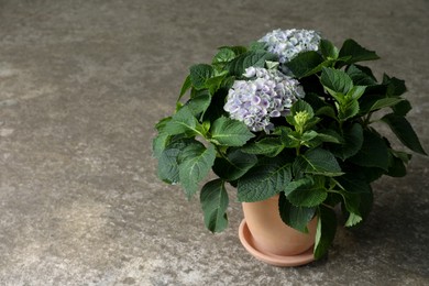 Beautiful blooming hortensia plant in pot on grey stone background. Space for text Photo of Beautiful blooming hortensia plant in pot on grey stone background. Space for text