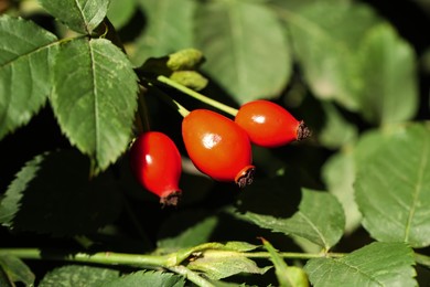 Rose hip bush with ripe red berries outdoors, closeup Photo of Rose hip bush with ripe red berries outdoors, closeup