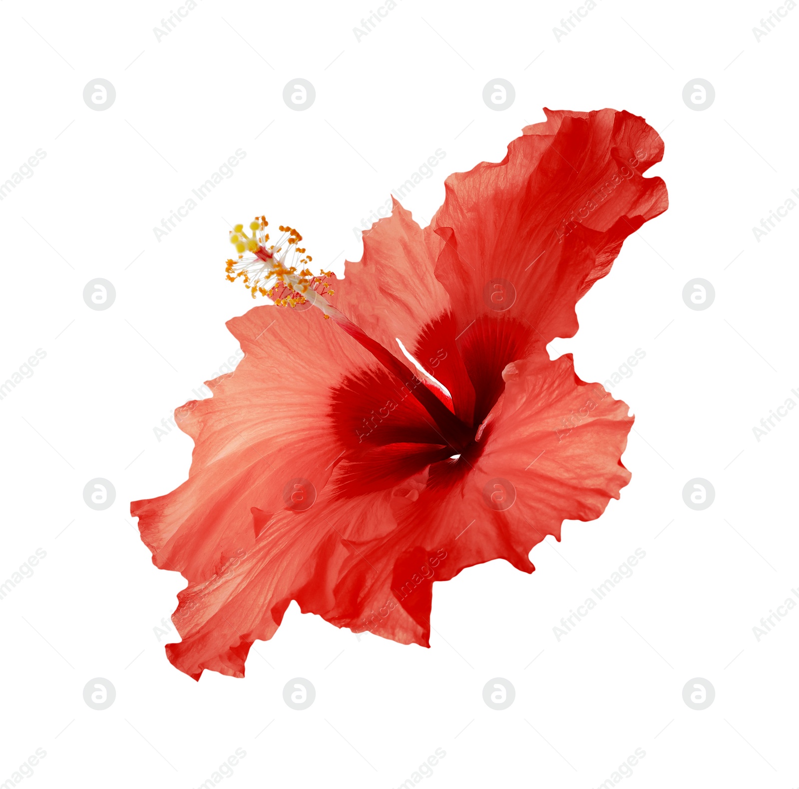 Beautiful tropical hibiscus flower isolated on white Image of Beautiful tropical hibiscus flower isolated on white
