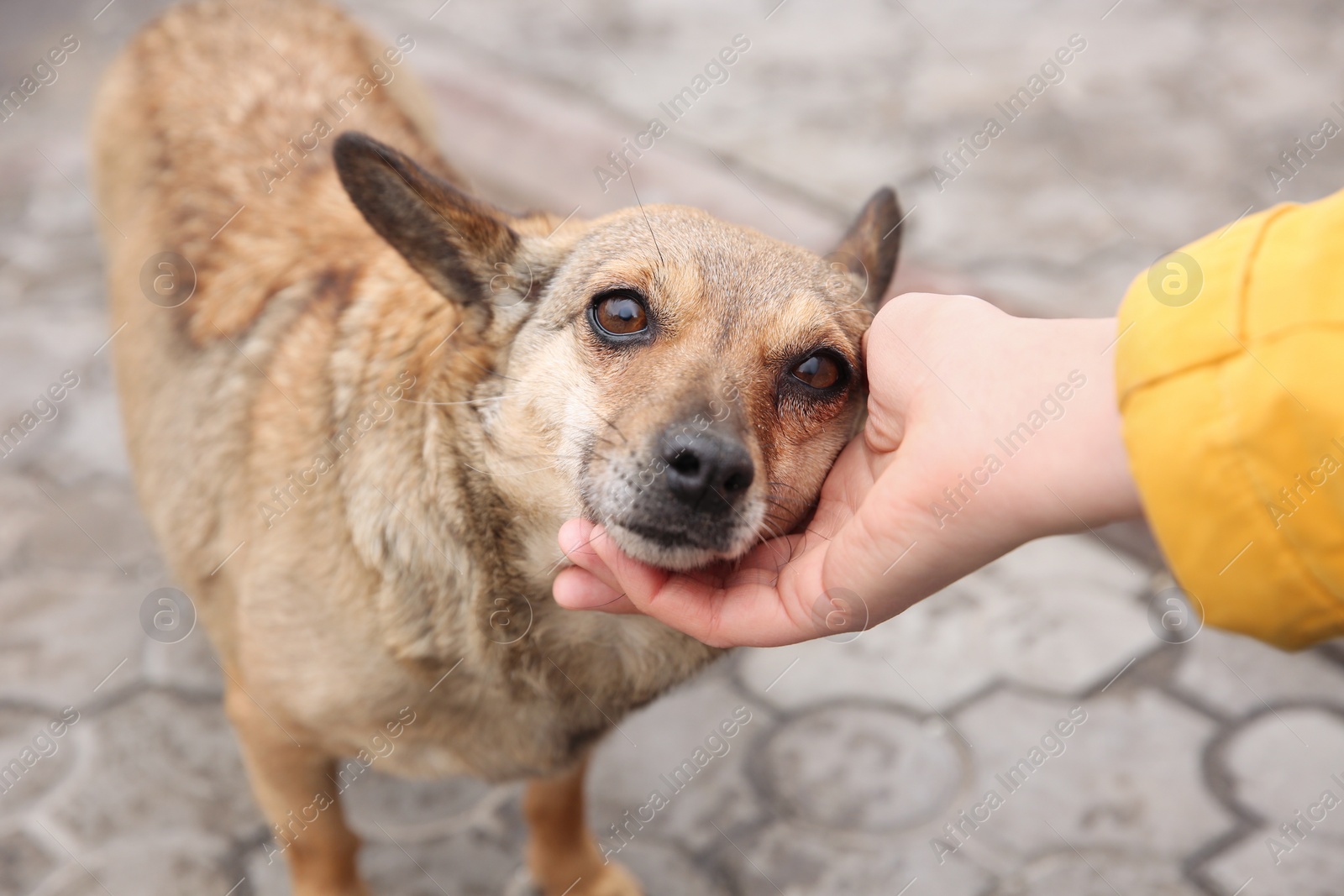 Woman stroking homeless dog on city street, closeup. Abandoned animal Photo of Woman stroking homeless dog on city street, closeup. Abandoned animal