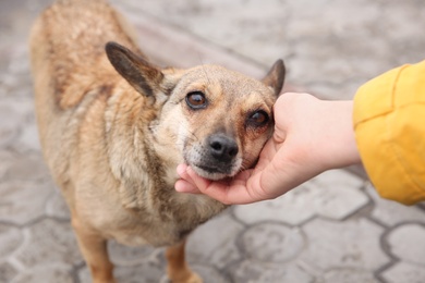 Photo of Woman stroking homeless dog on city street, closeup. Abandoned animal