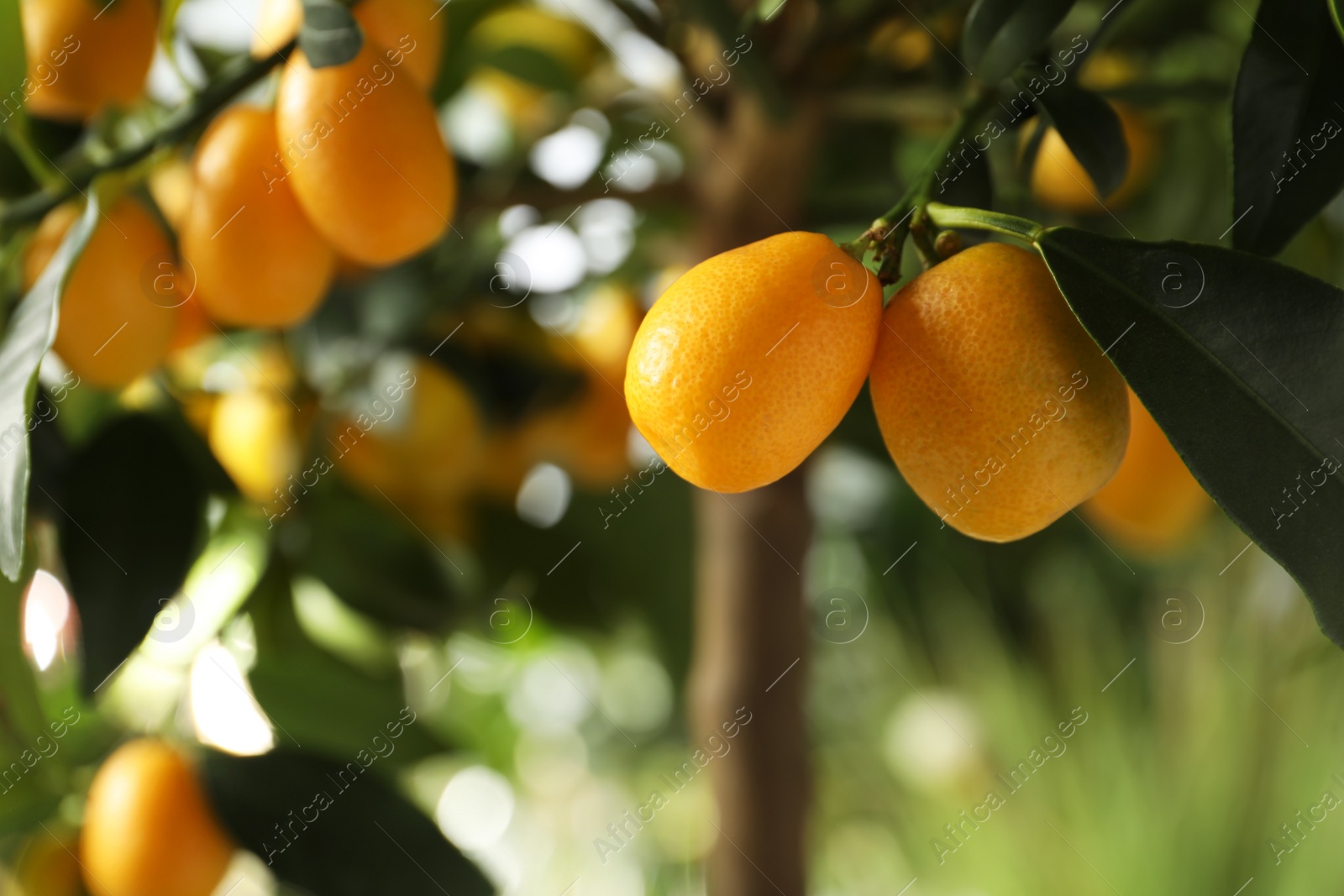 Kumquat tree with ripening fruits outdoors, closeup. Space for text Photo of Kumquat tree with ripening fruits outdoors, closeup. Space for text