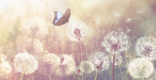 Beautiful butterfly and delicate fluffy dandelions on sunny day. Banner design Image of Beautiful butterfly and delicate fluffy dandelions on sunny day. Banner design