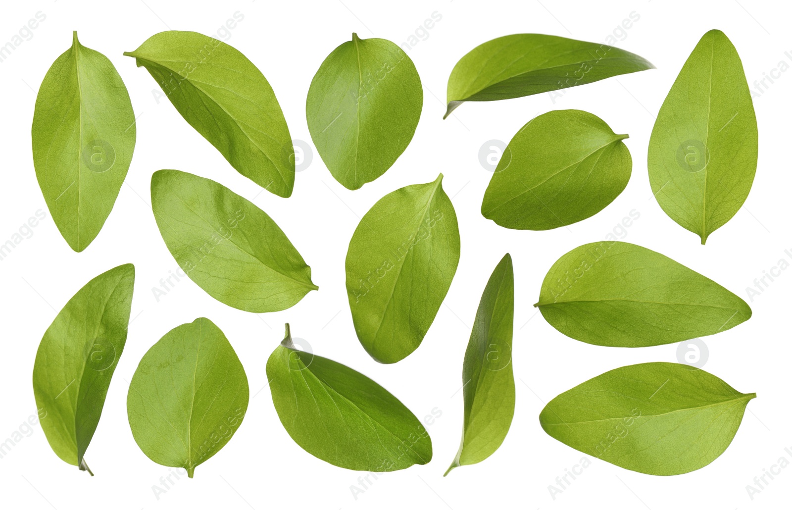 Beautiful fresh green leaves on white background, collage Image of Beautiful fresh green leaves on white background, collage