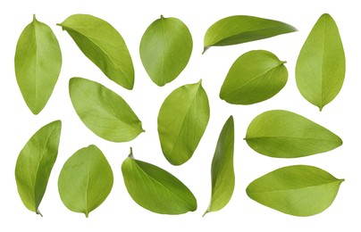 Image of Beautiful fresh green leaves on white background, collage