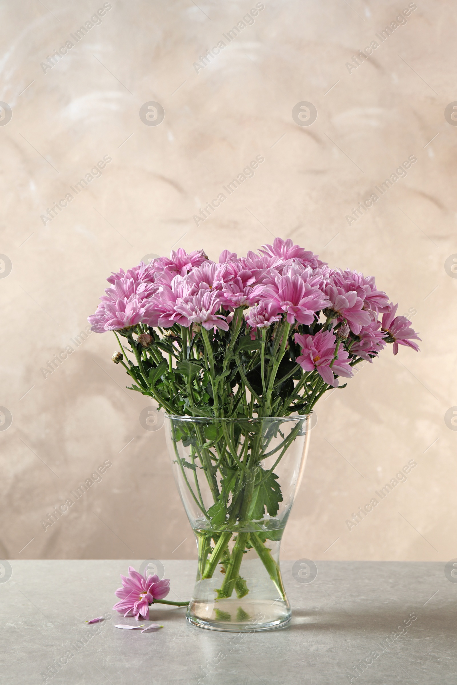 Beautiful chrysanthemum flowers in glass vase on table Photo of Beautiful chrysanthemum flowers in glass vase on table