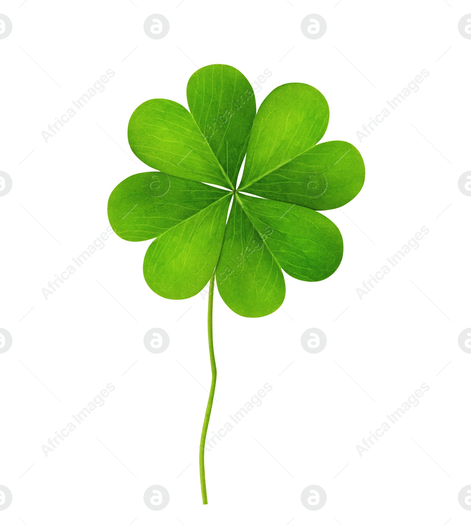 Fresh green four-leaf clover on white background Image of Fresh green four-leaf clover on white background