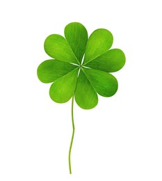 Fresh green four-leaf clover on white background Image of Fresh green four-leaf clover on white background