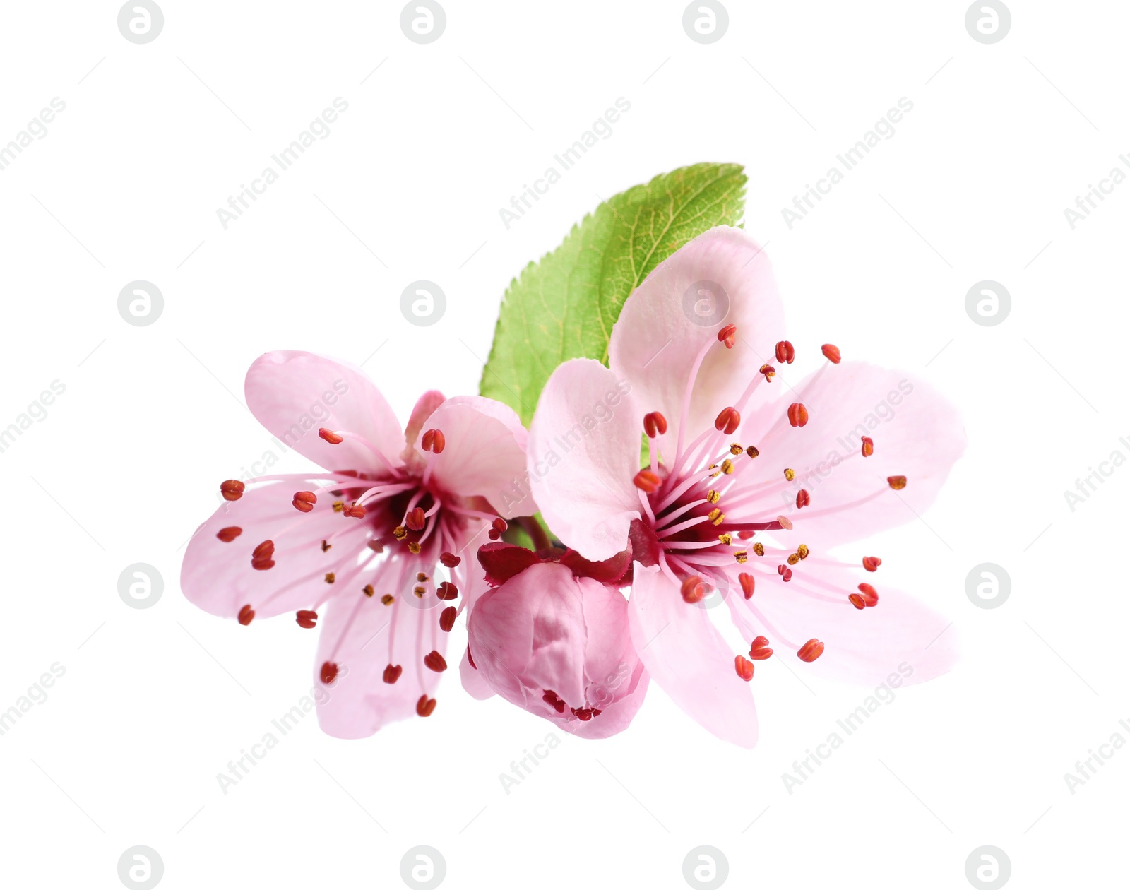 Beautiful pink sakura tree blossoms with leaf isolated on white Photo of Beautiful pink sakura tree blossoms with leaf isolated on white